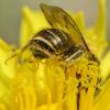 Osmia caerulescens